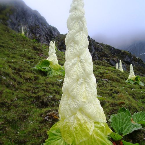 Trekking Through The Himalayas