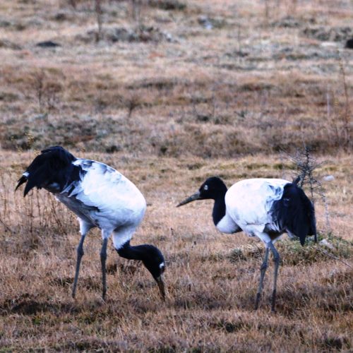 Himalayan Birding Expedition